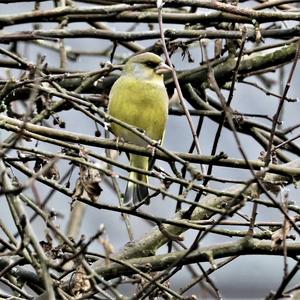 European Greenfinch