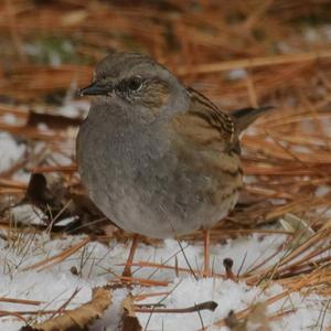 Hedge Accentor