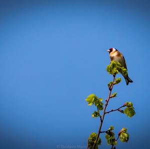 European Goldfinch