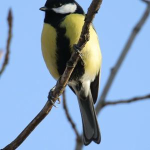 Great Tit