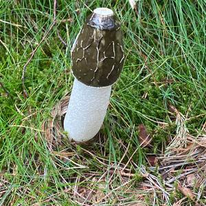 Stinkhorn, Common