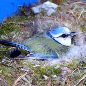 Blue Tit