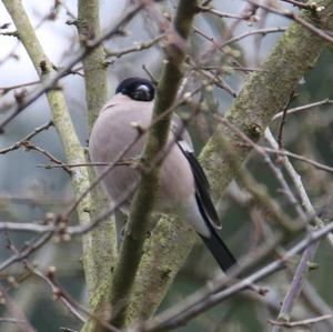 Eurasian Bullfinch