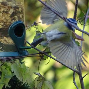 Blue Tit