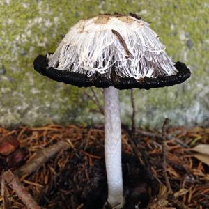 Shaggy Mane