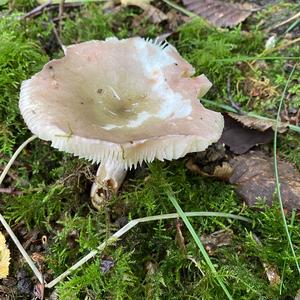 Bare-toothed Russula