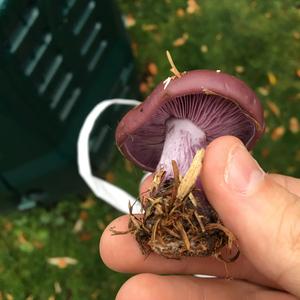 Wood Blewit