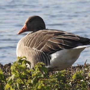 Greylag Goose