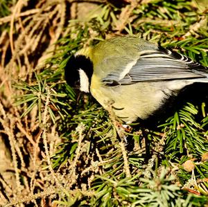 Great Tit