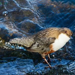 White-throated Dipper