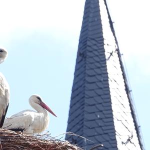 White Stork