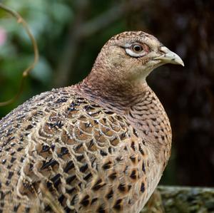 Common Pheasant