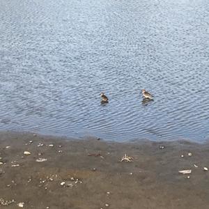 Dunlin