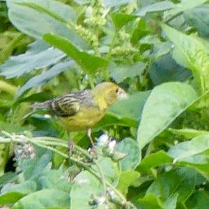 European Serin