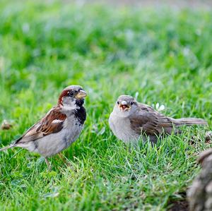 House Sparrow