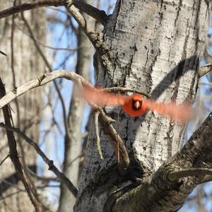 Northern Cardinal