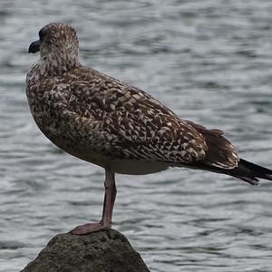 Unknown Species