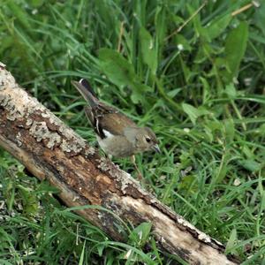 Eurasian Chaffinch