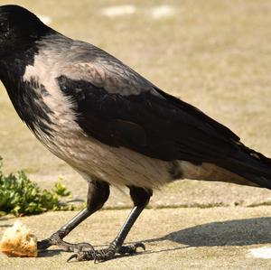 Hooded Crow