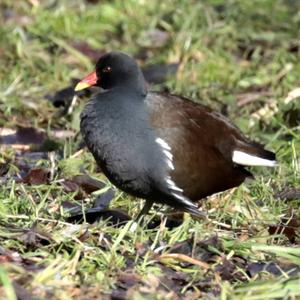 Common Moorhen