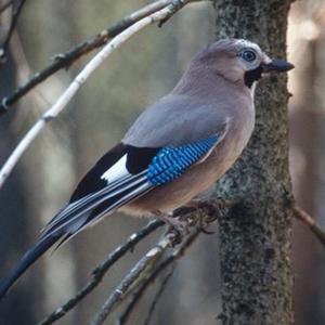 Eurasian Jay