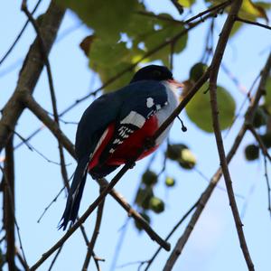 Cuban Trogon