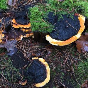 Pine Dye Polypore