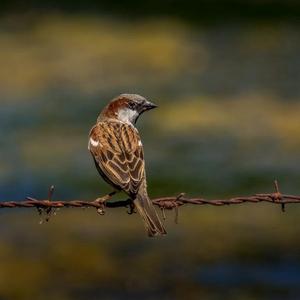 House Sparrow