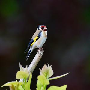 European Goldfinch