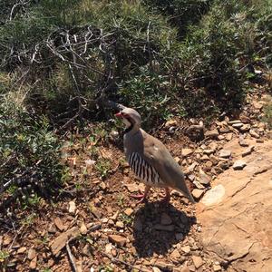 Rock Partridge