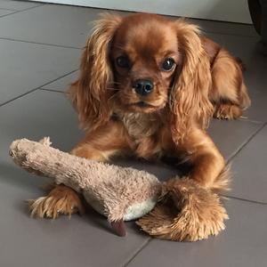 Cavalier King Charles Spaniel