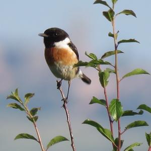 European stonechat