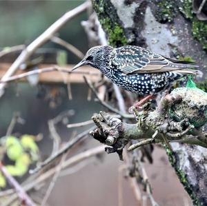 Common Starling