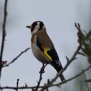 European Goldfinch