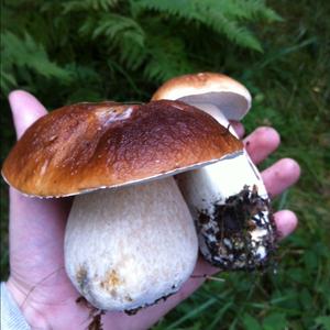 Bay Bolete