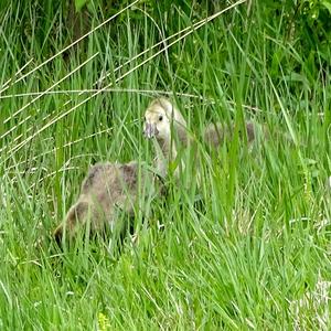 Greylag Goose