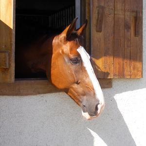 Holländische Warmblut