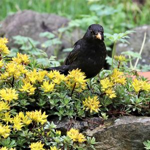 Eurasian Blackbird