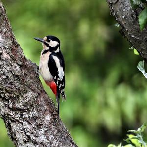 Great Spotted Woodpecker