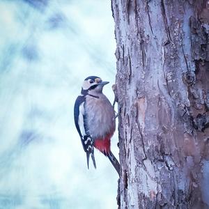 Great Spotted Woodpecker