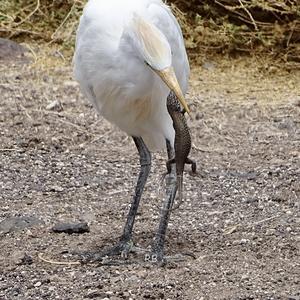 Cattle Egret