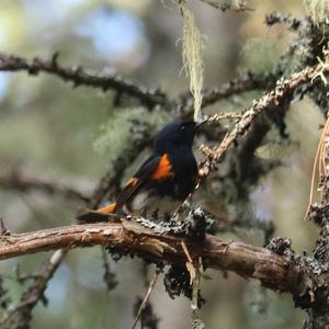 American Redstart