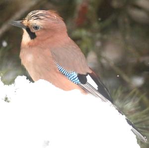 Eurasian Jay