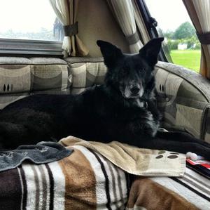 Unknown Breed
