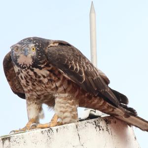 Oriental Honey-buzzard