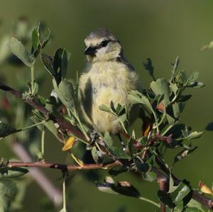 Blue Tit