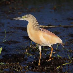 Squacco Heron