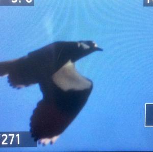 Northern Lapwing