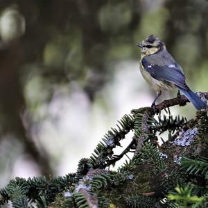 Blue Tit