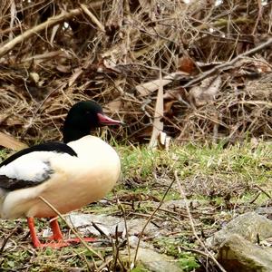 Common Merganser